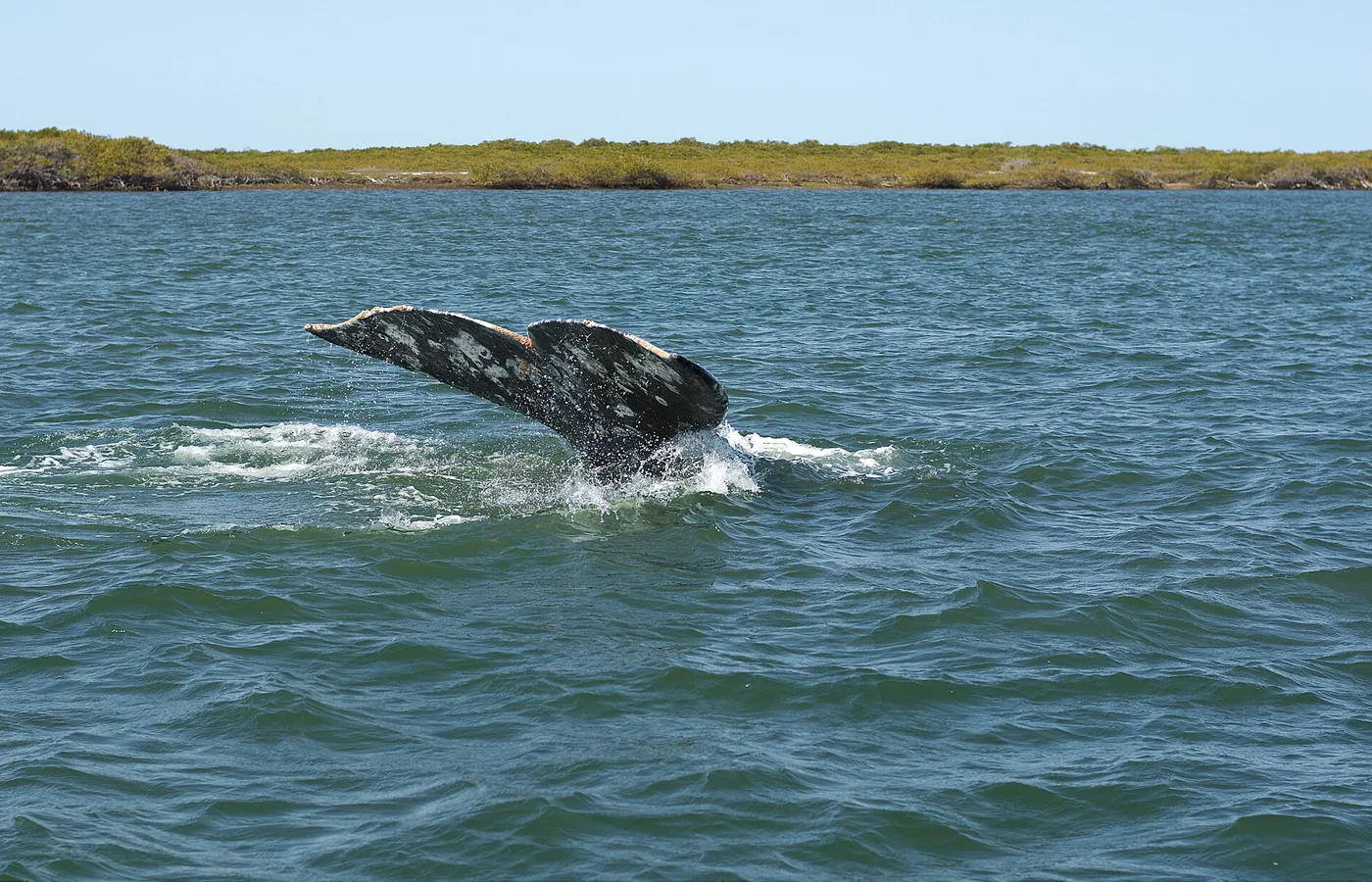 Ballena gris en aguas de Baja California Sur