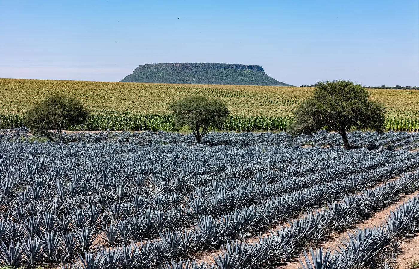 Campos de agave azul en Jalisco